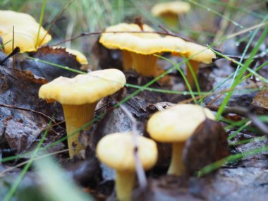 Ormanda Chanterelle mantarı. Sessiz avcılık. Poster. 4K