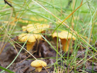 Ormanda Chanterelle mantarı. Sessiz avcılık. Poster. 4K