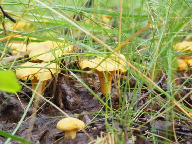 Ormanda Chanterelle mantarı. Sessiz avcılık. Poster. 4K
