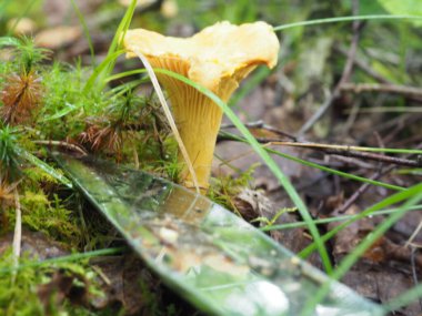 Ormanda Chanterelle mantarı. Sessiz avcılık. Poster. 4K