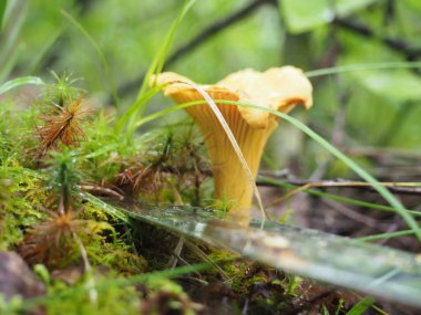 Ormanda Chanterelle mantarı. Sessiz avcılık. Poster. 4K