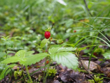 Ormandaki bir çalılıkta çilek. Doğa. Poster. 4K