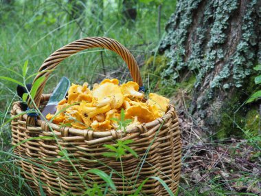 Mantarlı sepet ve ormanda bir bıçak. Sessiz avcılık, hobi