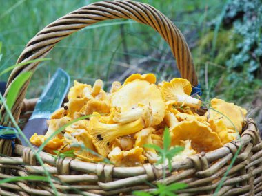 Mantarlı sepet ve ormanda bir bıçak. Sessiz avcılık, hobi