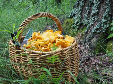 Mantarlı sepet ve ormanda bir bıçak. Sessiz avcılık, hobi