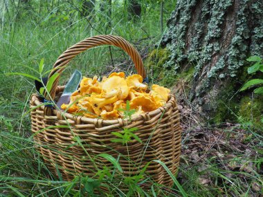 Mantarlı sepet ve ormanda bir bıçak. Sessiz avcılık, hobi