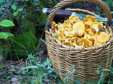 Mantarlı sepet ve ormanda bir bıçak. Sessiz avcılık, hobi