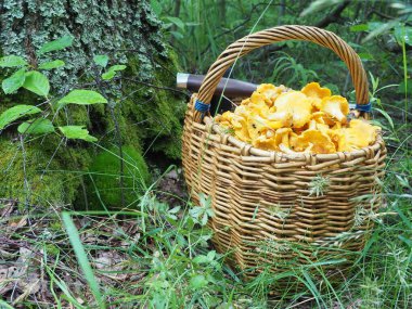 Mantarlı sepet ve ormanda bir bıçak. Sessiz avcılık, hobi