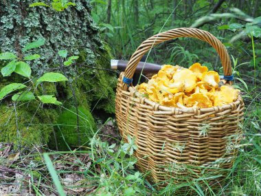 Mantarlı sepet ve ormanda bir bıçak. Sessiz avcılık, hobi