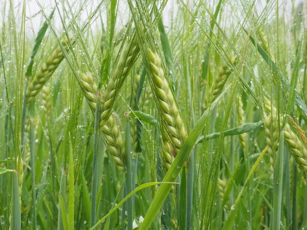 Spighe Verdi Grano Nel Campo Contadino Poster — Foto Stock