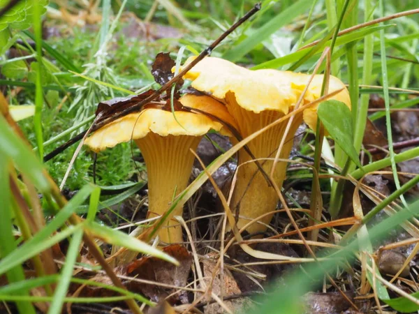 森林里美丽的狐狸蘑菇 — 图库照片