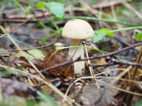 Pequeno Boleto Cogumelos Floresta Cartaz — Fotografia de Stock