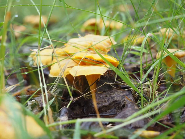 Cogumelos Chanterelle Floresta Caça Silenciosa Cartaz — Fotografia de Stock