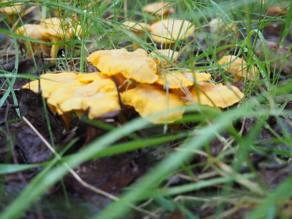 Ormanda Chanterelle mantarı. Sessiz avcılık. Poster. 4K