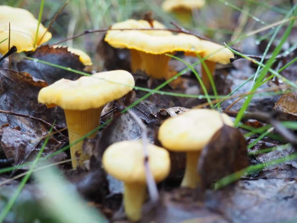 森林里的香菇 沉默的狩猎 — 图库照片