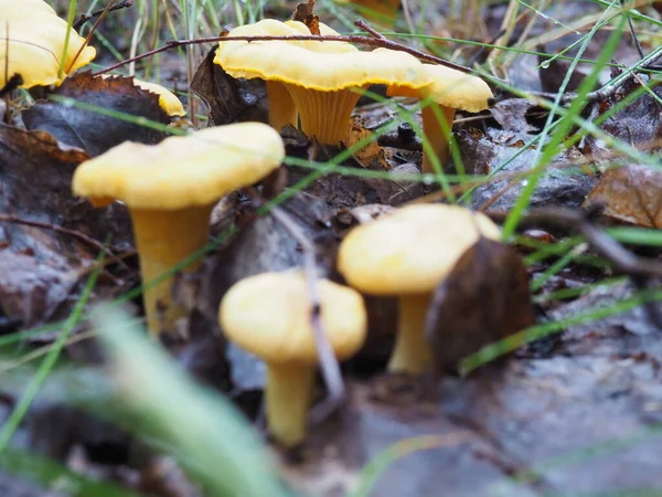 Chanterelle Mushrooms Forest Silent Hunting Poster — Stock Photo, Image