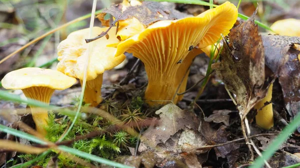 Ormanda Chanterelle mantarı. Sessiz avcılık. Poster. 4K