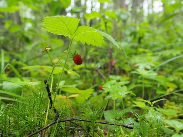 strawberry berries in the forest on a Bush. nature. poster. 4K