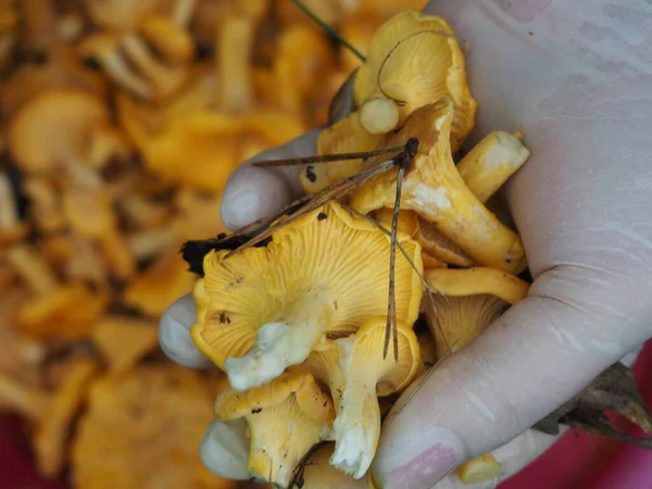 Woman Collects Chanterelle Mushrooms Gloves Bucket Hobby — Stock Photo, Image