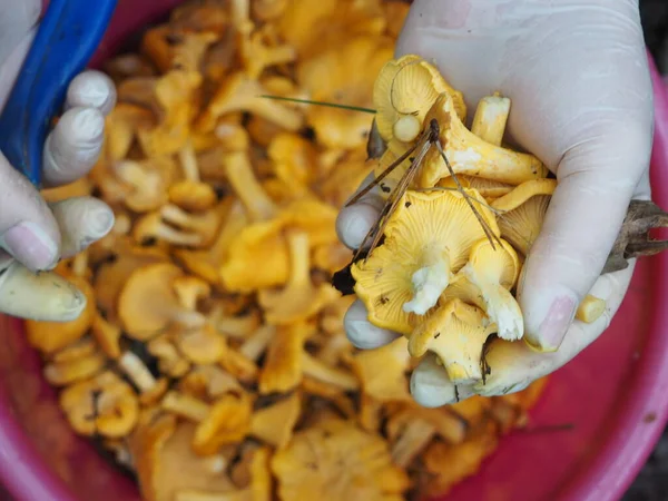 Woman Collects Chanterelle Mushrooms Gloves Bucket Hobby — Stock Photo, Image