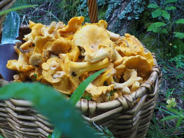 Basket Mushrooms Chanterelles Knife Forest Quiet Hunting Hobby — Stock Photo, Image