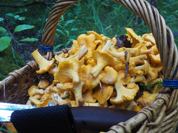 Basket Mushrooms Chanterelles Knife Forest Quiet Hunting Hobby — Stock Photo, Image