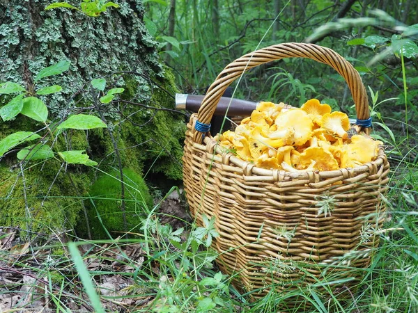 Panier Aux Champignons Chanterelles Couteau Dans Forêt Chasse Tranquille Passe — Photo