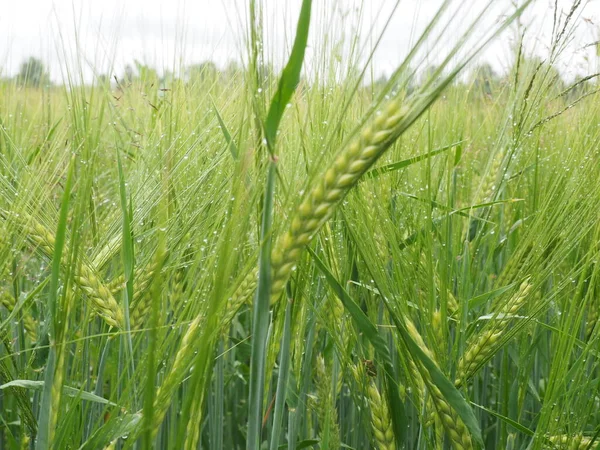 Orecchie Verdi Segale Sono Bagnate Dalla Pioggia Campo Agricolo — Foto Stock