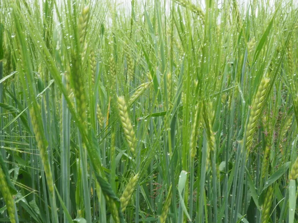 Orecchie Verdi Segale Sono Bagnate Dalla Pioggia Campo Agricolo — Foto Stock