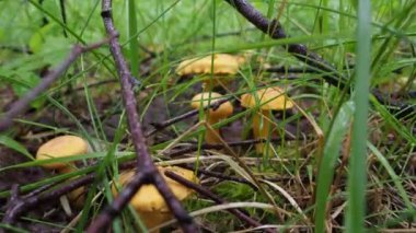 Ormandaki mantar ormanları. 4K video. Ormanda yürürken. hobi