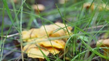 Ormandaki mantar ormanları. 4K video. Ormanda yürürken. hobi