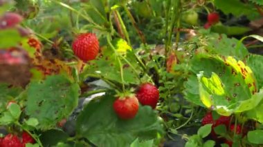 Bahçeden büyük çilek koparılmıştır. Çilek çiftliği. Meyve. 4K video