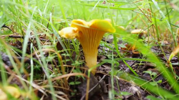 Clairières Champignons Chanterelle Dans Forêt Vidéo Marcher Dans Les Bois — Video