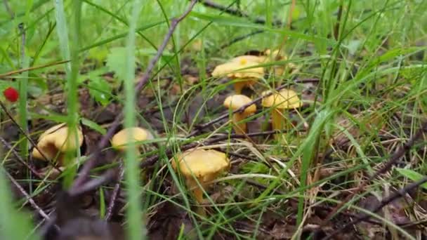 Clareiras Cogumelos Chanterelle Floresta Vídeo Passear Floresta Hobby — Vídeo de Stock