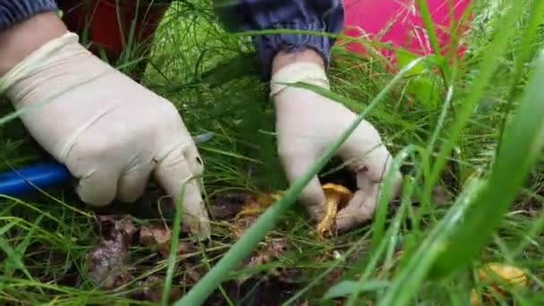 Una Donna Raccoglie Funghi Finferli Nel Bosco Video Passeggiare Nel — Video Stock