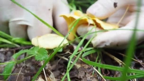 une femme cueille des champignons chanterelle dans la forêt. Vidéo 4K. marcher dans les bois. hobby