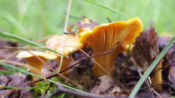 Clairières Champignons Chanterelle Dans Forêt Vidéo Marcher Dans Les Bois — Video