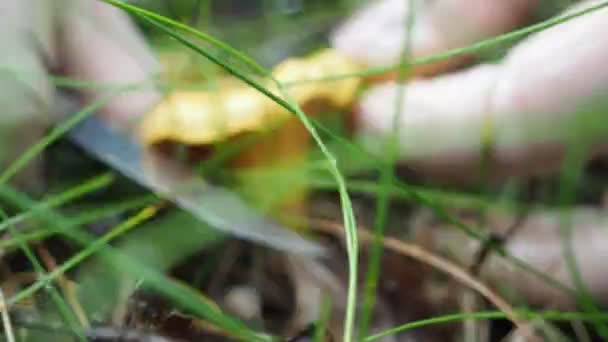 Une Femme Cueille Des Champignons Chanterelle Dans Forêt Vidéo Marcher — Video