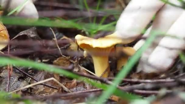 Una Mujer Recoge Hongos Cantarela Bosque Vídeo Caminando Por Bosque — Vídeo de stock