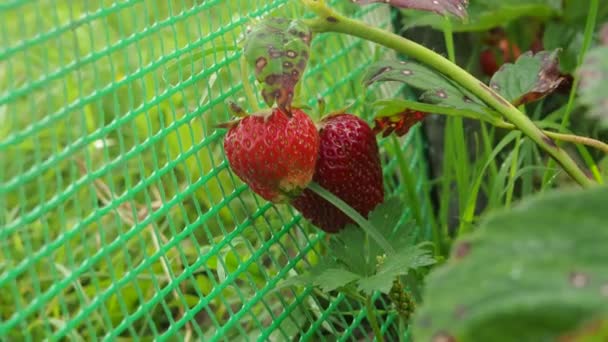 Μεγάλες Ώριμες Φράουλες Ένα Θάμνο Στον Κήπο Φάρμα Βίντεο — Αρχείο Βίντεο