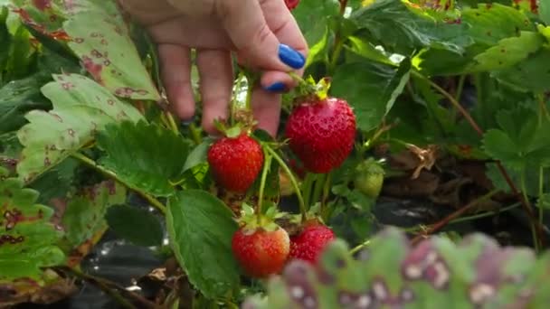 Velké Jahody Vytrhávají Zahrady Jahodová Farma Ovoce Video — Stock video