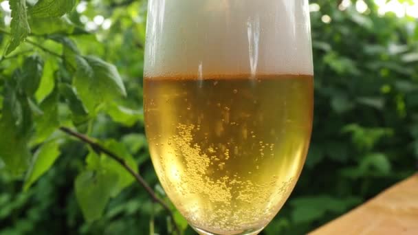 bulles dans un verre de bière légère dans la nature, sur fond de verdure. Vidéo 4K.