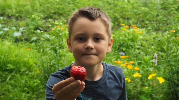 Niño Sostiene Una Fresa Grande Que Sido Mordida —  Fotos de Stock