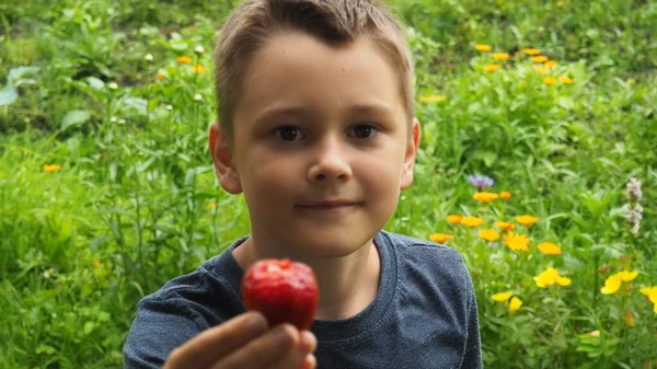 Niño Sostiene Una Fresa Grande Que Sido Mordida —  Fotos de Stock