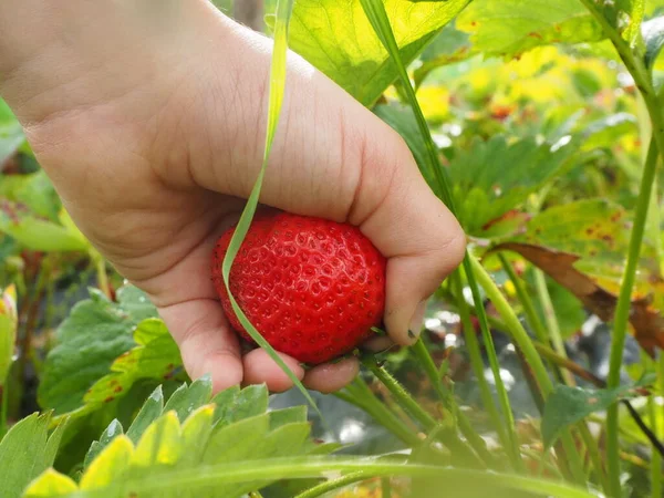hand picks strawberries in the garden. strawberry farm