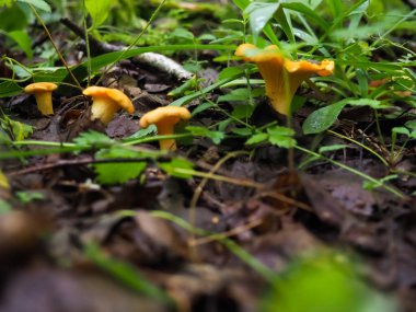 Ormanda çok güzel mantarlar var. Yakın plan. Ormanda mantar arayın.