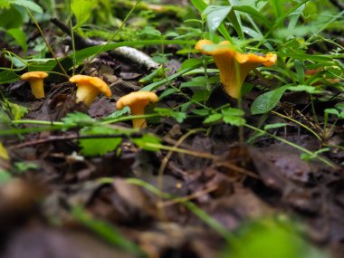 Ormanda çok güzel mantarlar var. Yakın plan. Ormanda mantar arayın.