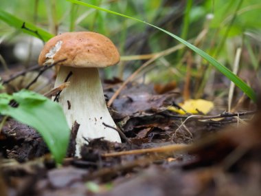 Ormandaki güzel beyaz mantar. Mantar arayacağız. hobi