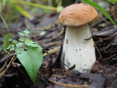 Ormandaki güzel beyaz mantar. Mantar arayacağız. hobi