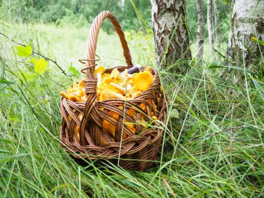 Ormanda çimlerin üzerinde bir sepet mantar. Ormanda mantar arayın..